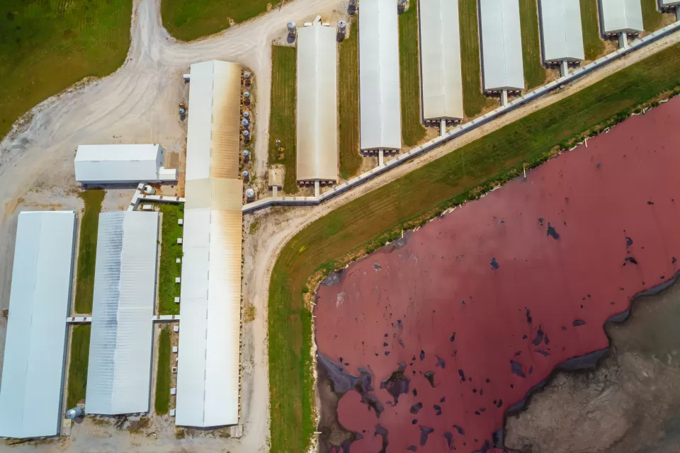 Aerial view of large barns and a massive manure lagoon.